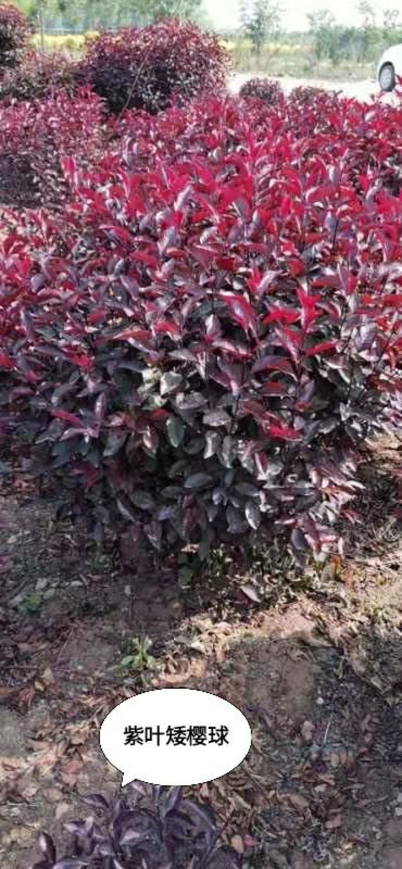 供应，紫叶矮樱球60-100公分，工程苗质量不错，