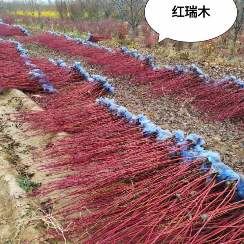 丛生红瑞木80-1.20高4个分枝，假肢苗，成活率高，