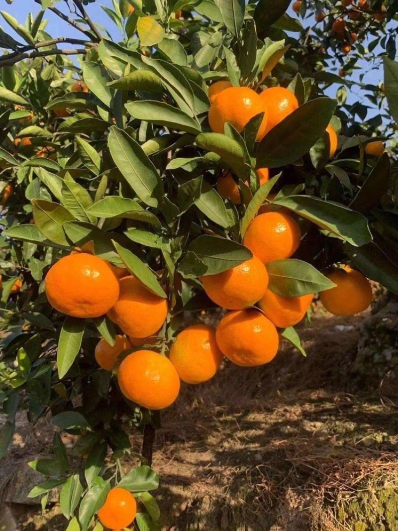 湖北特早蜜桔早熟蜜桔，中晚熟蜜桔，个头大口感甜量大从优