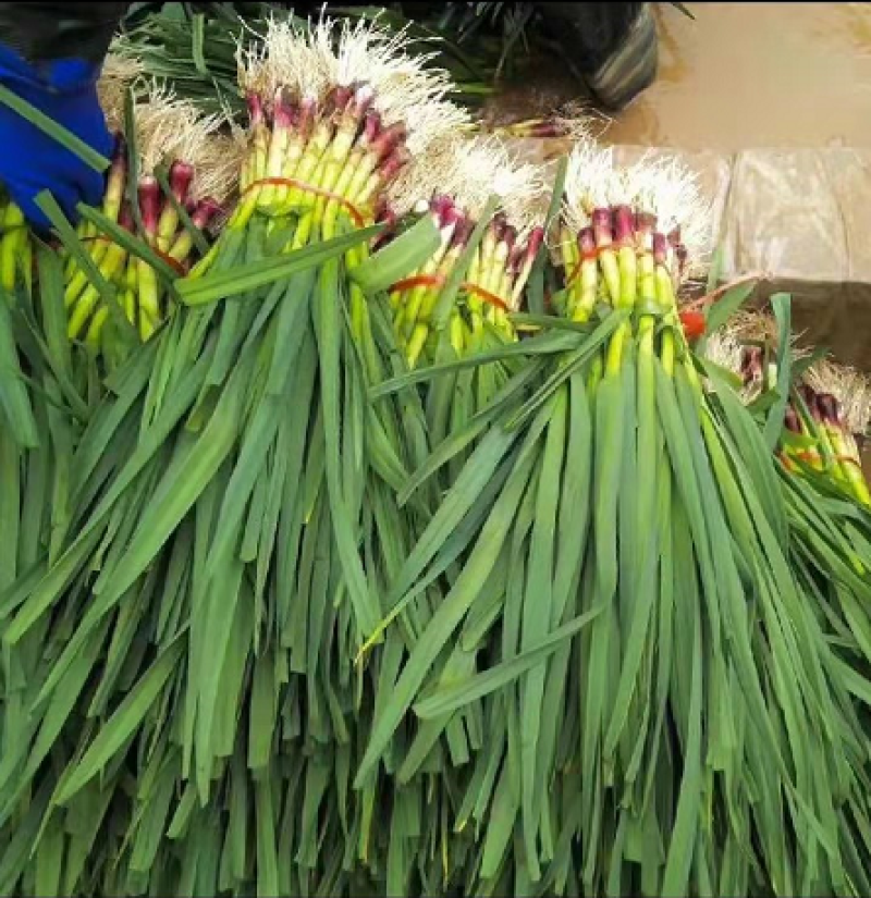 红根蒜苗红皮蒜苗叶青根红量大价优，可水洗丰县大蒜产地