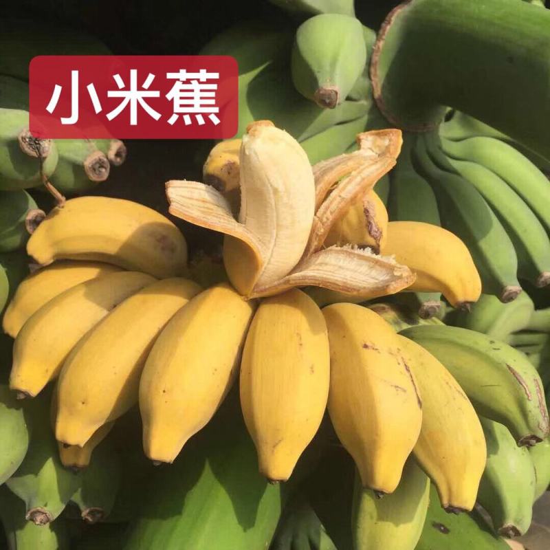 广西小米蕉新鲜香蕉应季水果包邮现摘现发广西小米蕉新鲜香蕉