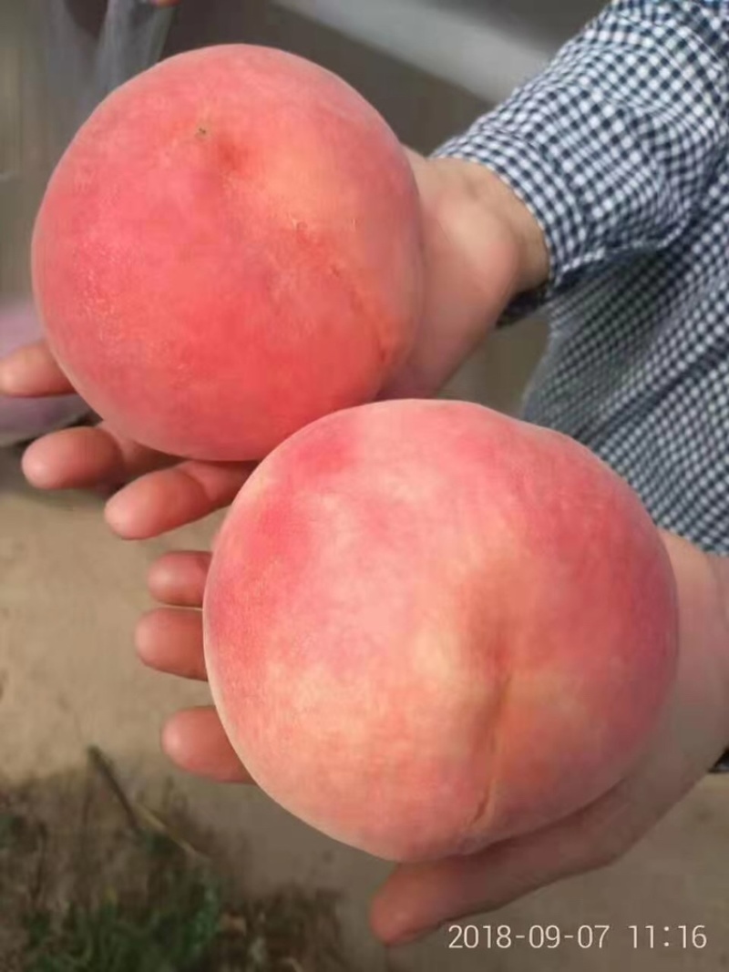 桃树苗18号毛桃苗果个大味道好