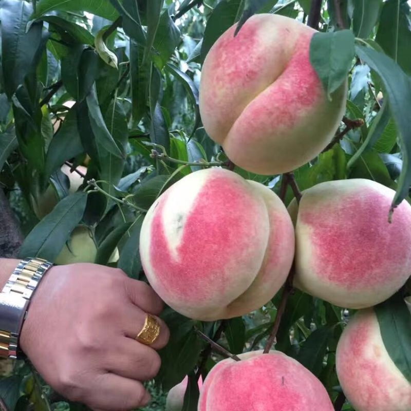 桃树苗18号毛桃苗果个大味道好