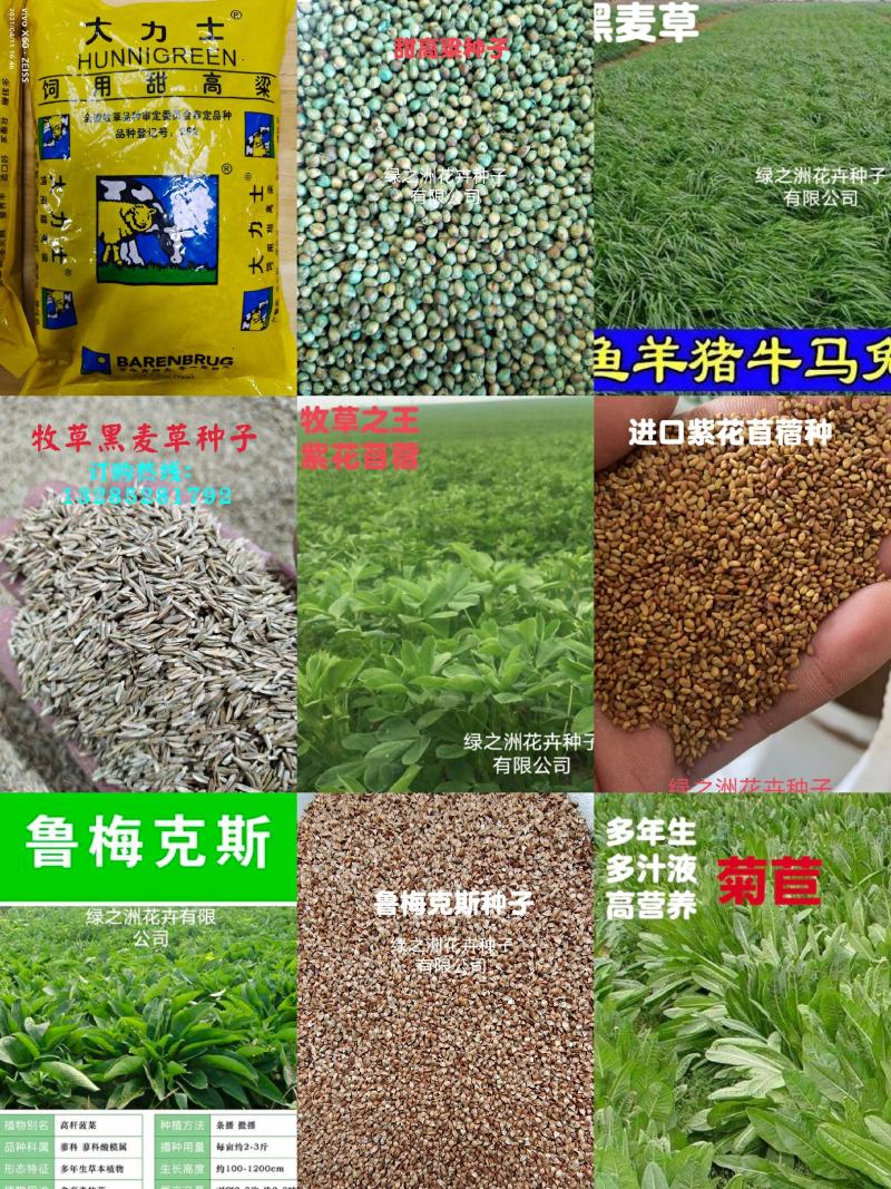 墨西哥高产牧草种子批发沭阳县绿之洲花卉有限公司