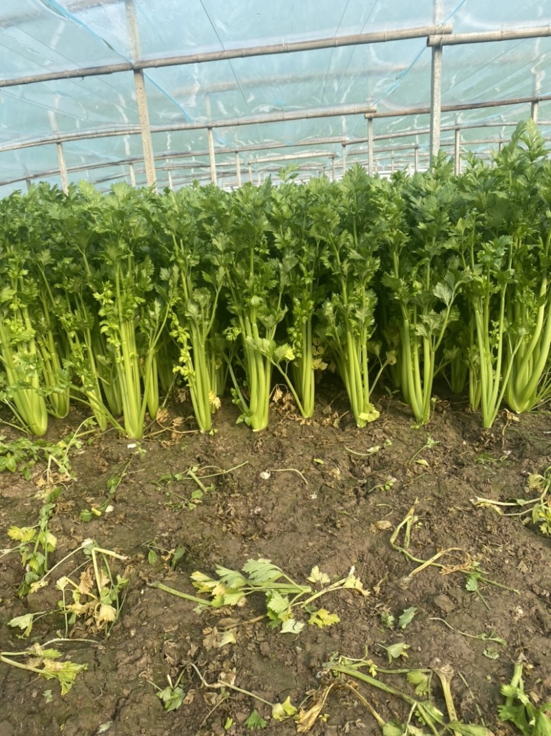 夏邑西芹，芹菜主产区万亩蔬菜大棚规格齐全一手货源