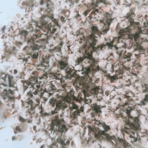 新疆棉籽壳量大优惠一手货源厂家直发