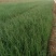 红皮球形洋葱苗，一亩地用苗24000棵，单球7两左右，