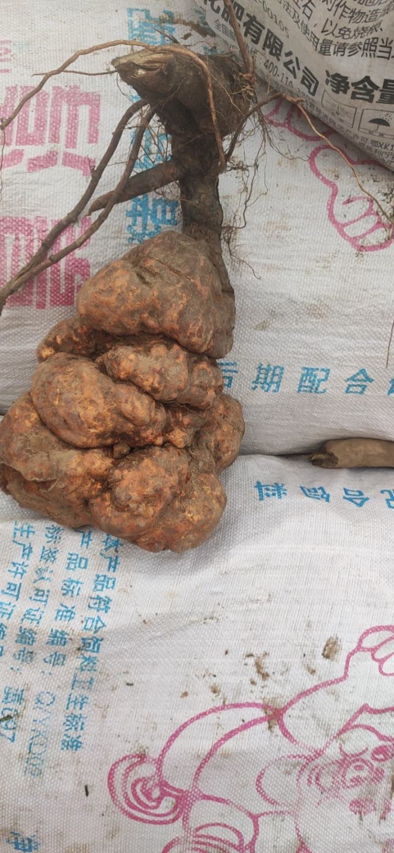 8斤以上一个重盆景何首乌山里货，有需要的老板请联系