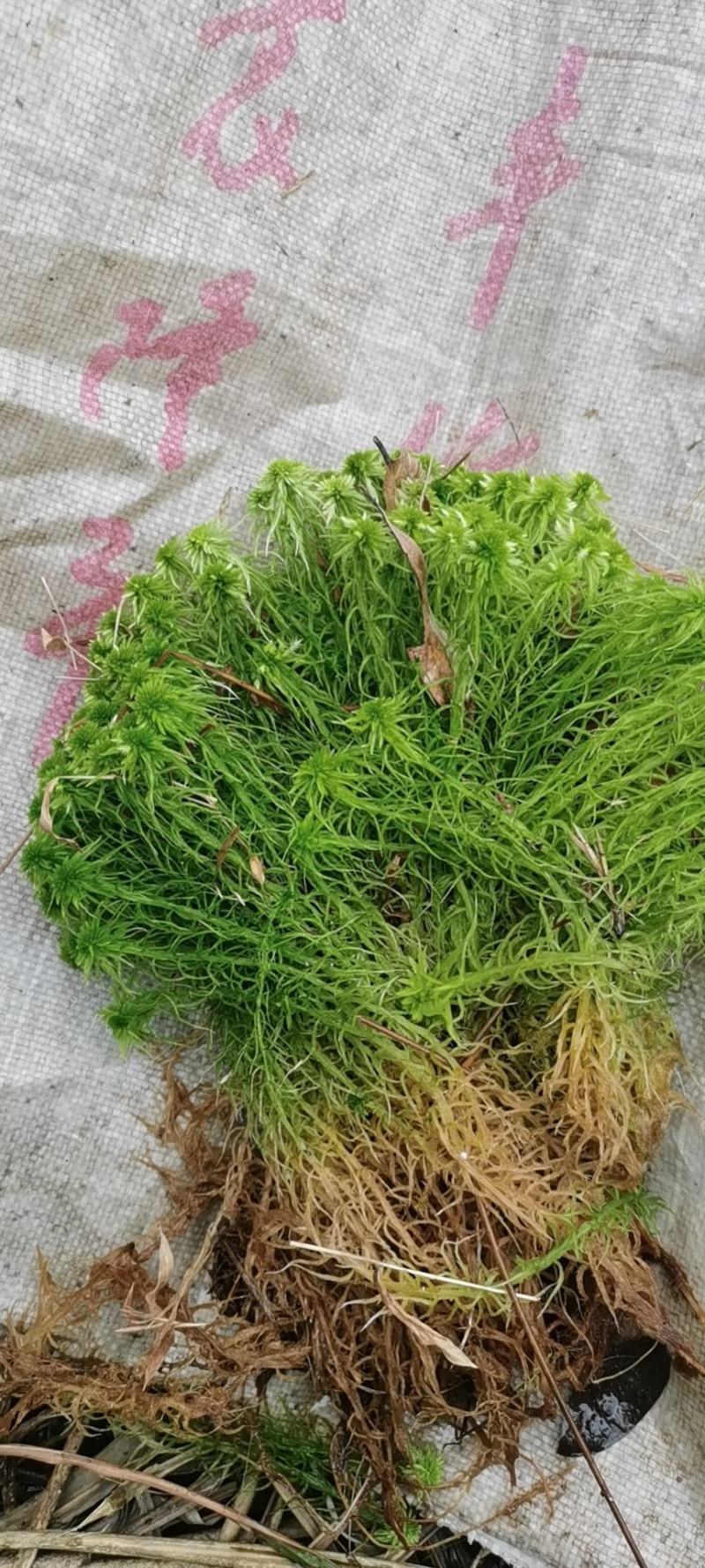 湖南水苔
