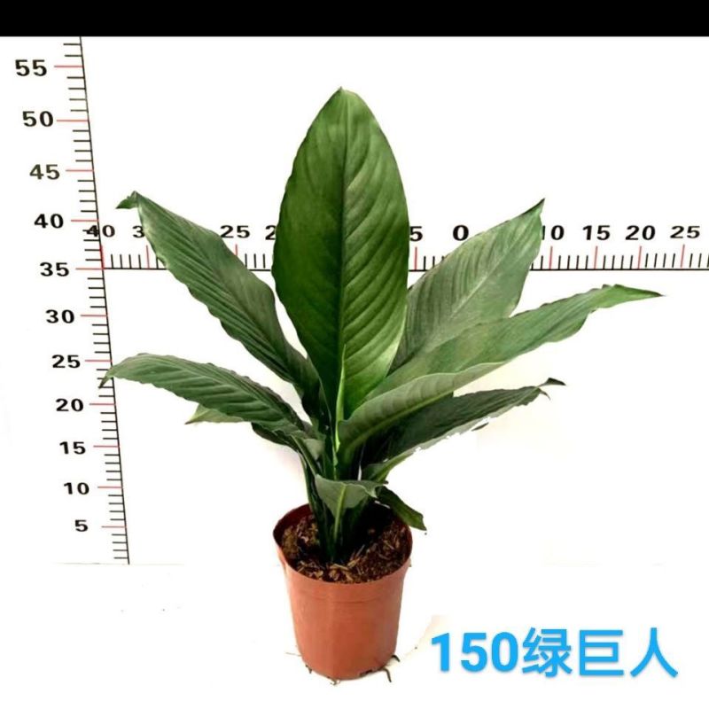 新品大叶盆栽绿巨人红盆小盆栽吸甲醛客厅露台最佳之选。
