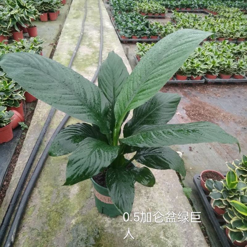 新品大叶盆栽绿巨人红盆小盆栽吸甲醛客厅露台最佳之选。