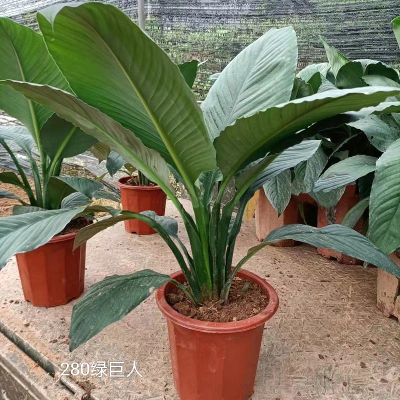 新品大叶盆栽绿巨人红盆小盆栽吸甲醛客厅露台最佳之选。