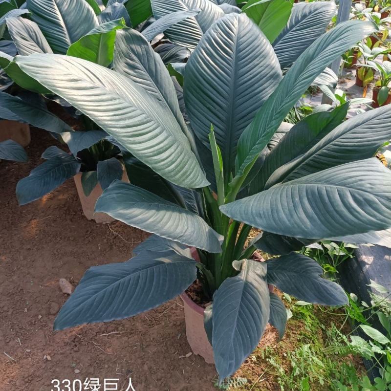 新品大叶盆栽绿巨人红盆小盆栽吸甲醛客厅露台最佳之选。