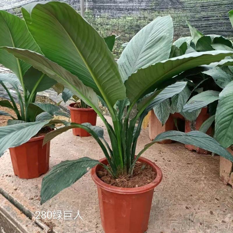 新品大叶盆栽绿巨人红盆小盆栽吸甲醛客厅露台最佳之选。