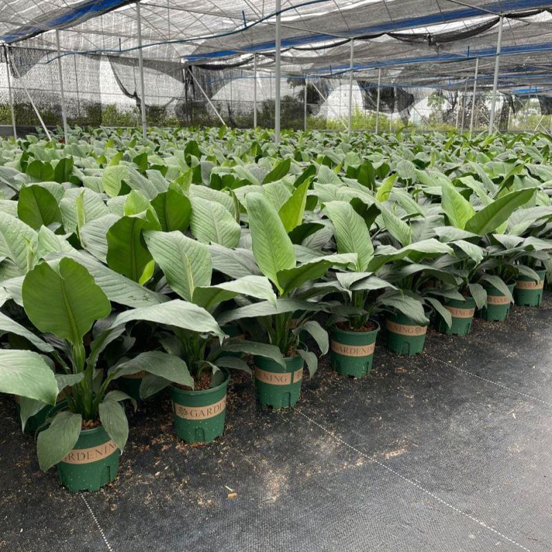 新品大叶盆栽绿巨人红盆小盆栽吸甲醛客厅露台最佳之选。
