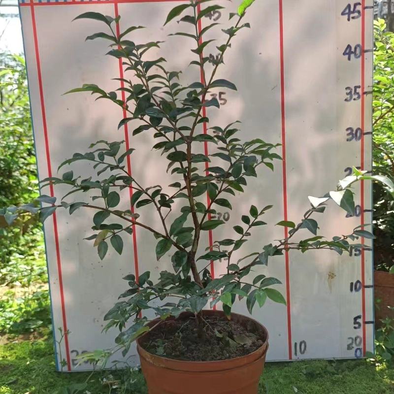 新品大叶盆栽绿巨人红盆小盆栽吸甲醛客厅露台最佳之选。