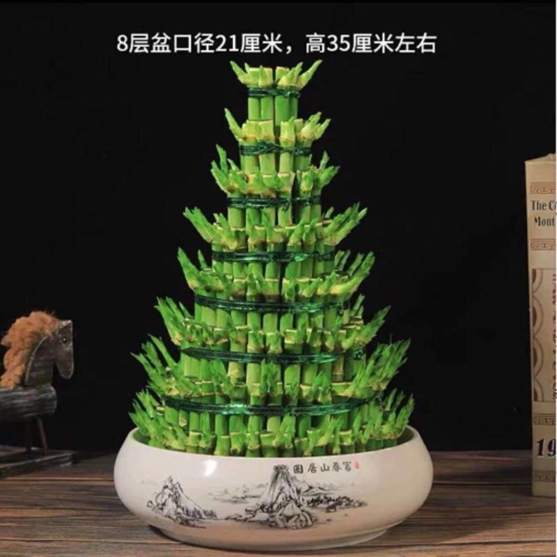 竹塔富贵竹盆栽组合节节高水培观音竹子客厅卧室茶几步步高转