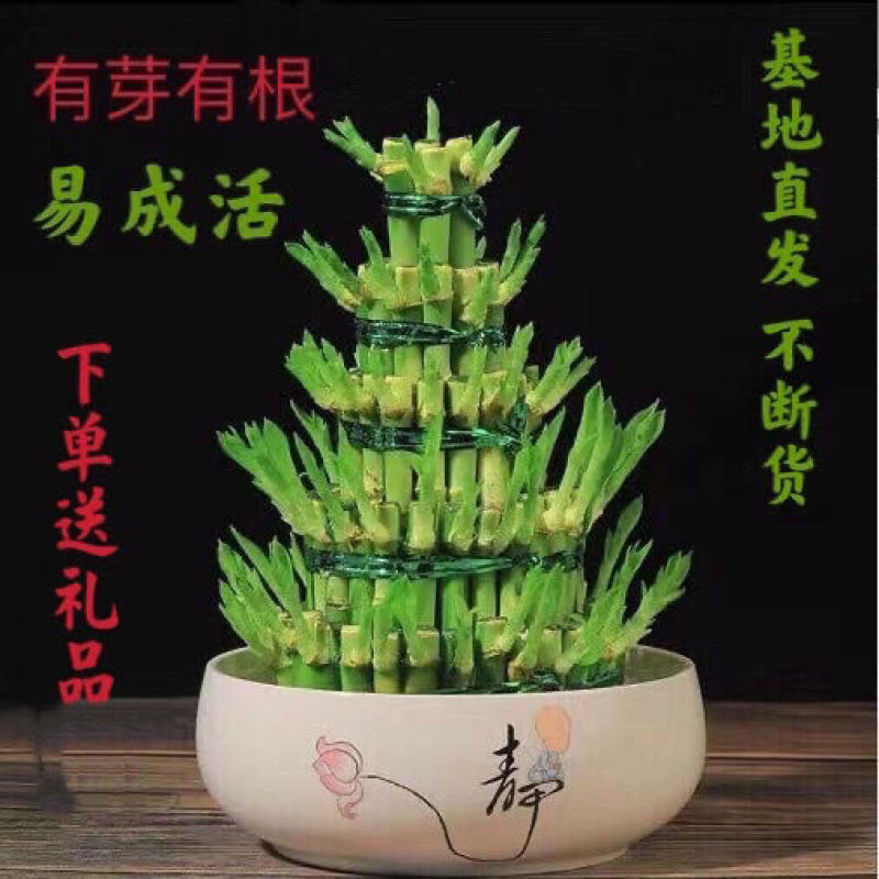 竹塔富贵竹盆栽组合节节高水培观音竹子客厅卧室茶几步步高转