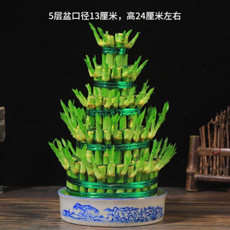 竹塔富贵竹盆栽组合节节高水培观音竹子客厅卧室茶几步步高转
