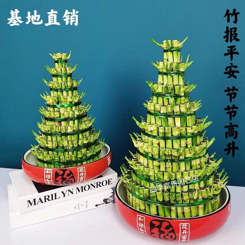 竹塔富贵竹盆栽组合节节高水培观音竹子客厅卧室茶几步步高转