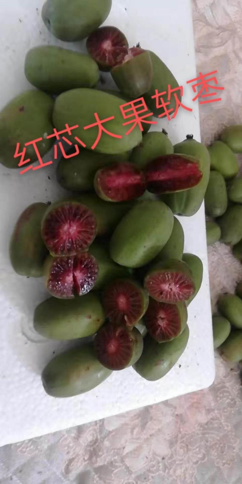 软枣猕猴桃苗一级好苗品种树苗耐寒品种