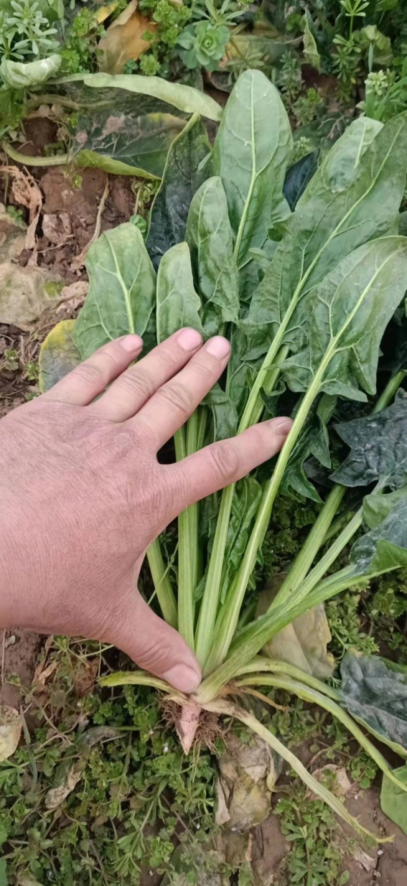 优质大叶菠菜，基地货源，大量供应脱水厂，市场，10吨起售