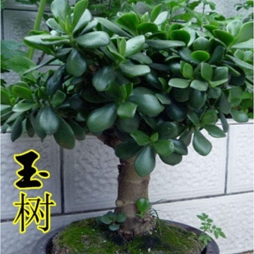 玉树盆栽老桩耐旱多肉植物室内桌面防辐射植物盆栽大型玉树燕