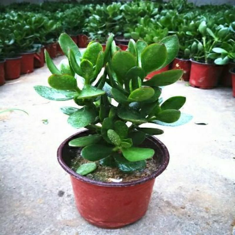 玉树盆栽老桩耐旱多肉植物室内桌面防辐射植物盆栽大型玉树燕