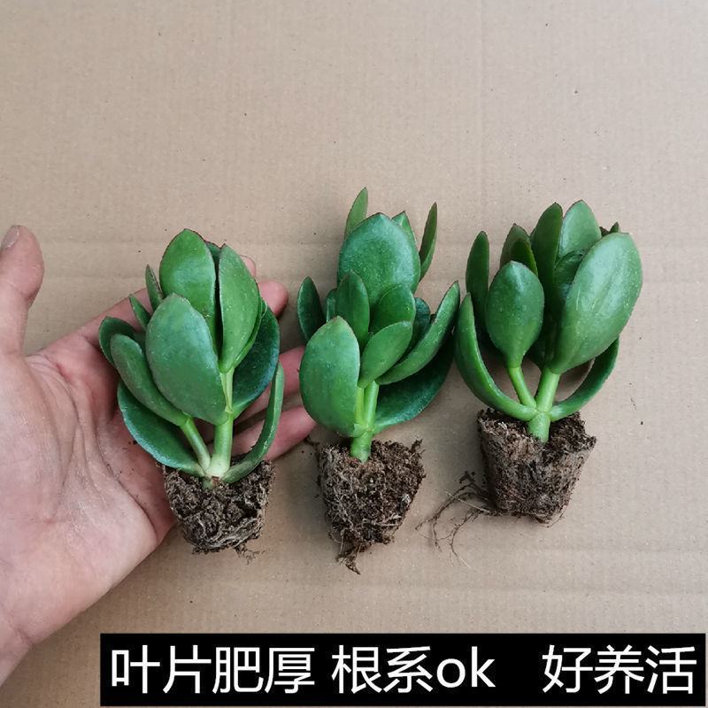 玉树盆栽老桩耐旱多肉植物室内桌面防辐射植物盆栽大型玉树燕
