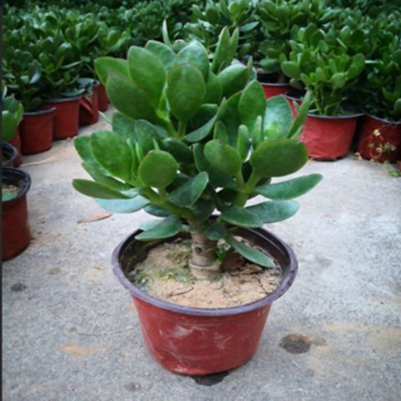 玉树盆栽老桩耐旱多肉植物室内桌面防辐射植物盆栽大型玉树燕