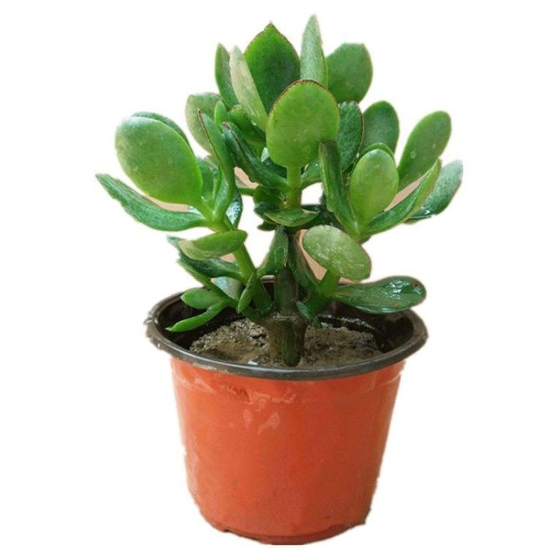 玉树盆栽老桩耐旱多肉植物室内桌面防辐射植物盆栽大型玉树燕
