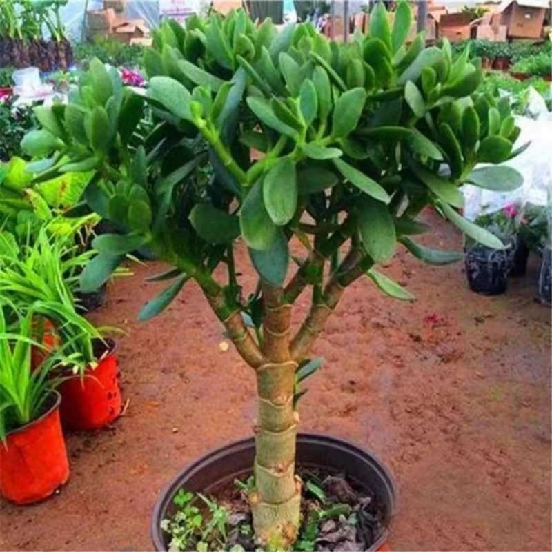玉树盆栽老桩耐旱多肉植物室内桌面防辐射植物盆栽大型玉树燕