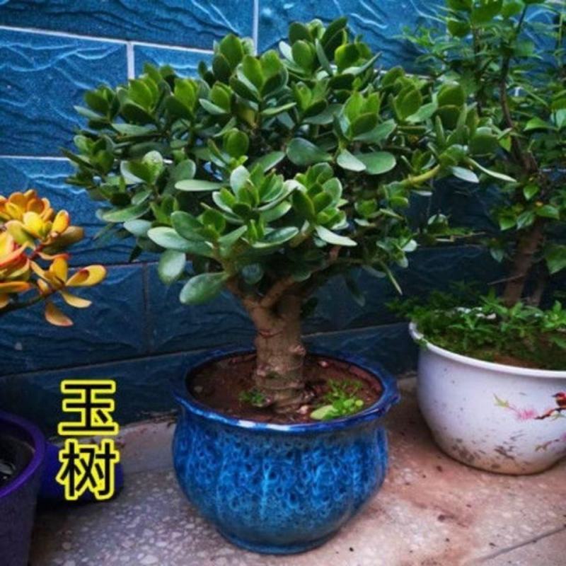 玉树盆栽老桩耐旱多肉植物室内桌面防辐射植物盆栽大型玉树燕