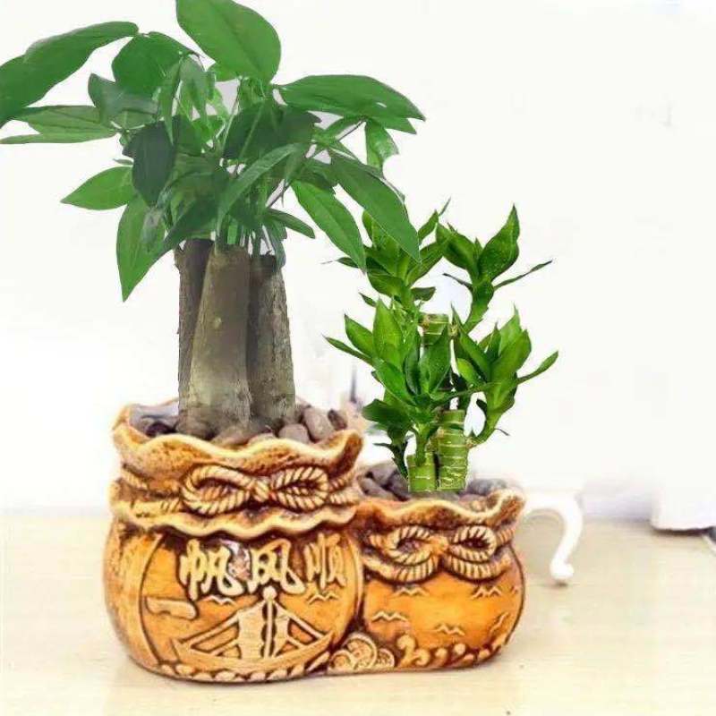 富贵竹荷花竹植物盆栽发财树盆栽绿植花卉办公室内桌面植物小