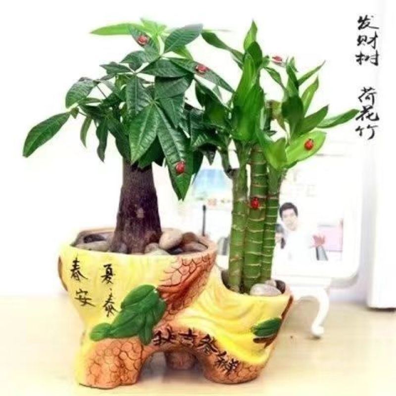 富贵竹荷花竹植物盆栽发财树盆栽绿植花卉办公室内桌面植物小
