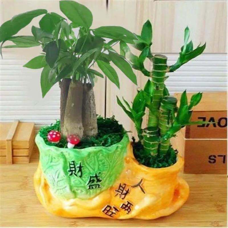 富贵竹荷花竹植物盆栽发财树盆栽绿植花卉办公室内桌面植物小