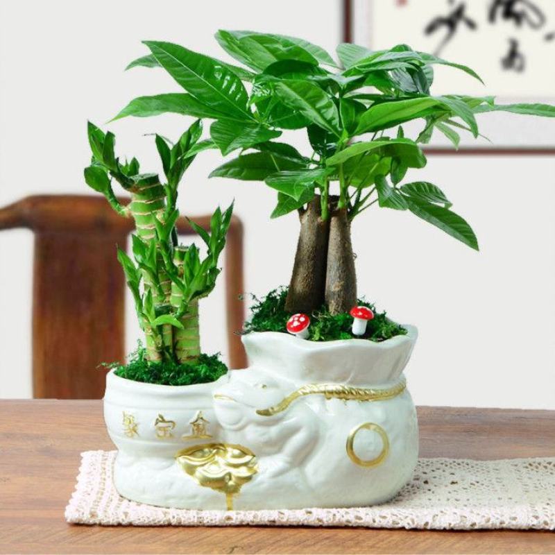 富贵竹荷花竹植物盆栽发财树盆栽绿植花卉办公室内桌面植物小