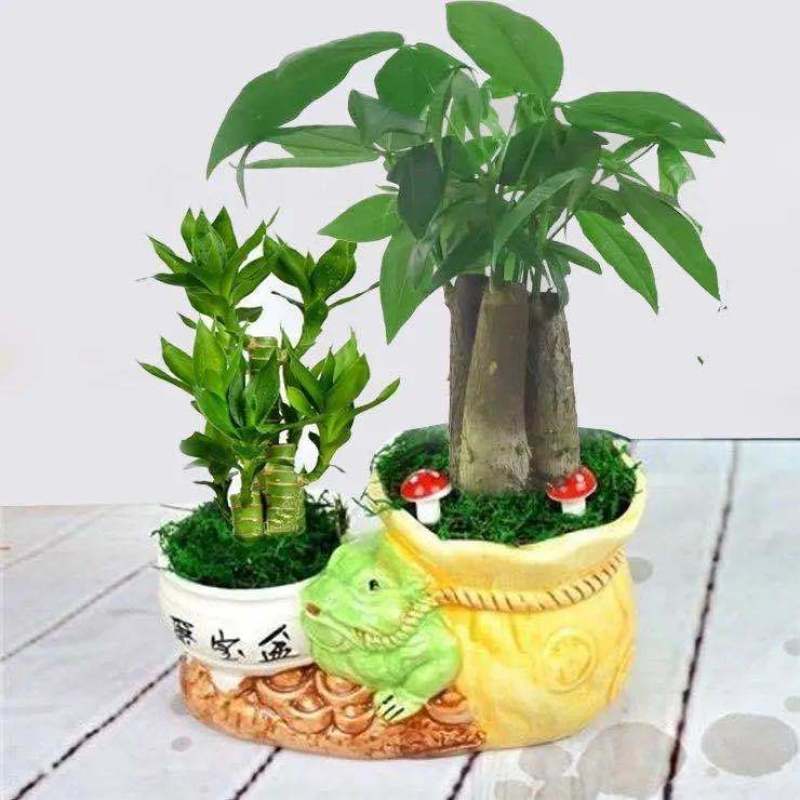 富贵竹荷花竹植物盆栽发财树盆栽绿植花卉办公室内桌面植物小