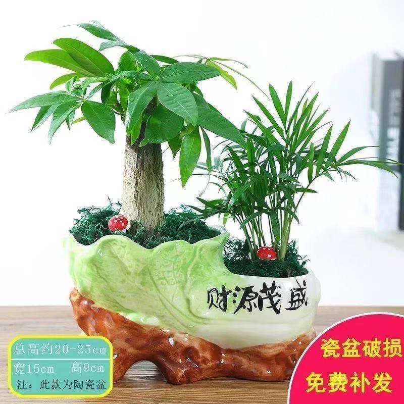 富贵竹荷花竹植物盆栽发财树盆栽绿植花卉办公室内桌面植物小