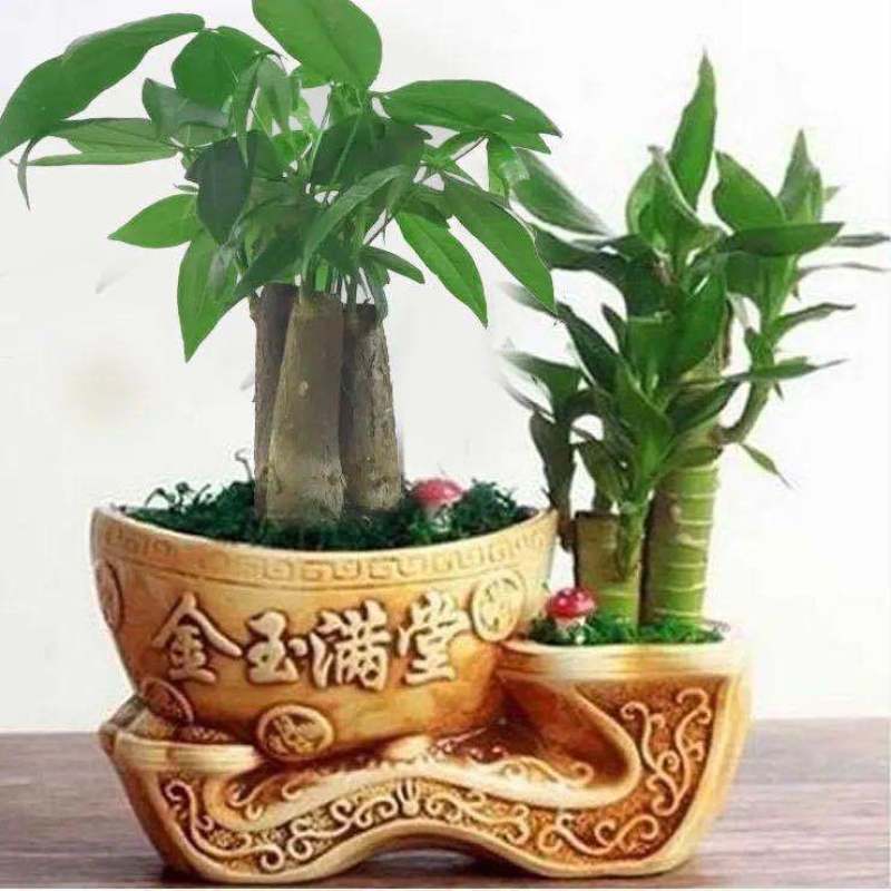 富贵竹荷花竹植物盆栽发财树盆栽绿植花卉办公室内桌面植物小