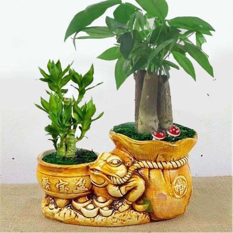 富贵竹荷花竹植物盆栽发财树盆栽绿植花卉办公室内桌面植物小