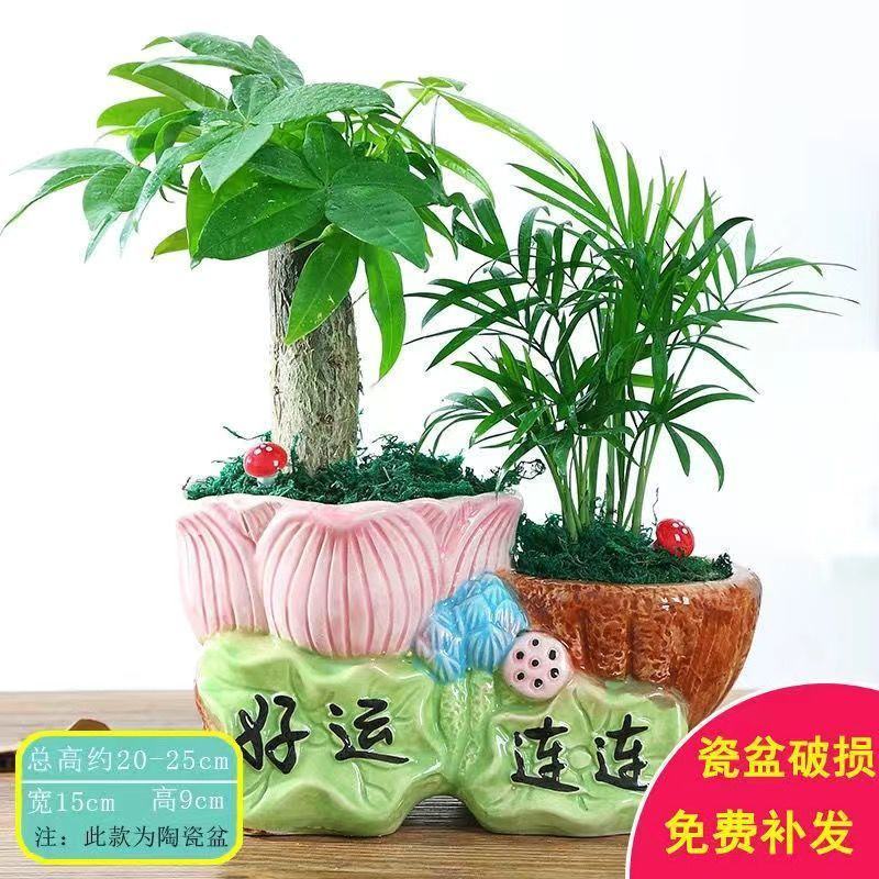 富贵竹荷花竹植物盆栽发财树盆栽绿植花卉办公室内桌面植物小
