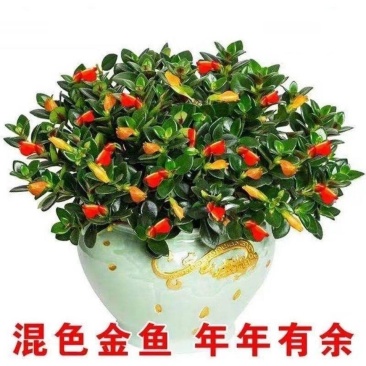 【聚财金鱼】金鱼花吊兰盆栽四季开花室内好养吸甲醛耐寒花卉