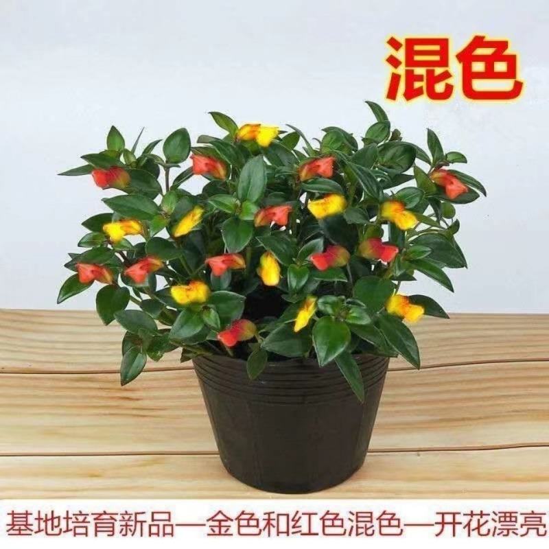 【聚财金鱼】金鱼花吊兰盆栽四季开花室内好养吸甲醛耐寒花卉
