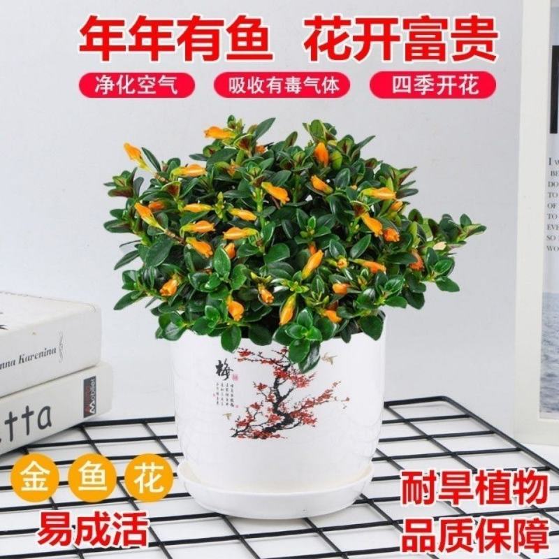 【聚财金鱼】金鱼花吊兰盆栽四季开花室内好养吸甲醛耐寒花卉