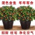【聚财金鱼】金鱼花吊兰盆栽四季开花室内好养吸甲醛耐寒花卉