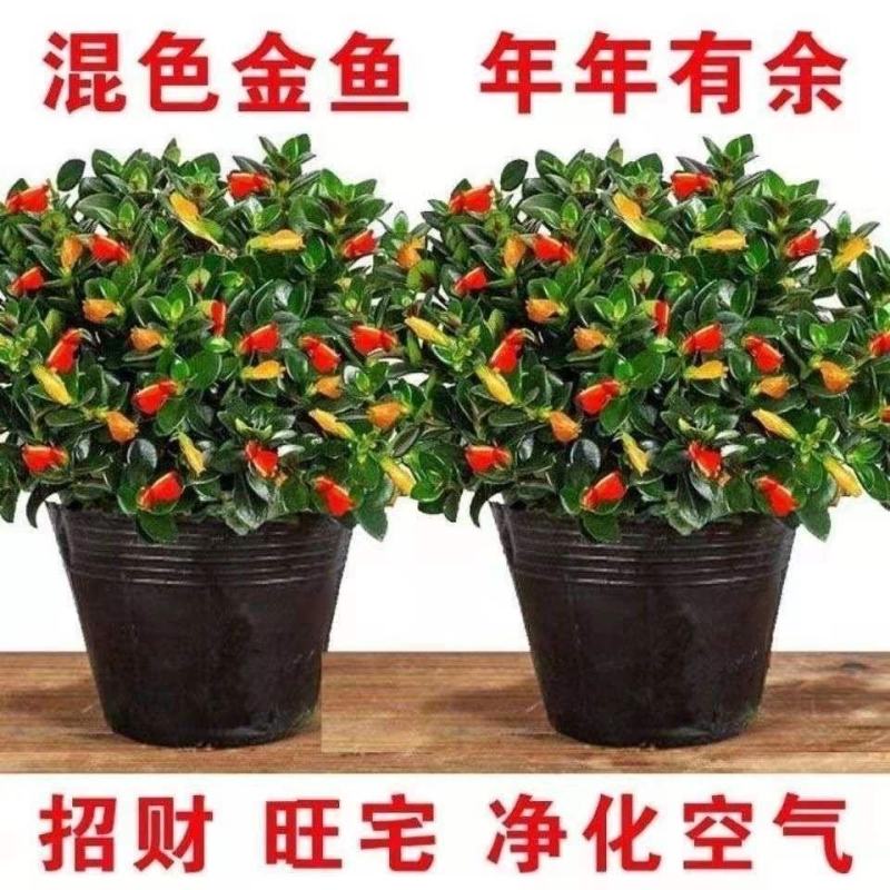 【聚财金鱼】金鱼花吊兰盆栽四季开花室内好养吸甲醛耐寒花卉