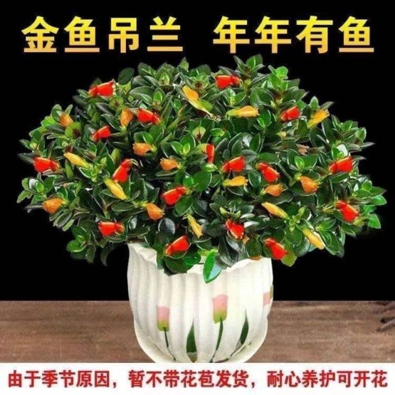 【聚财金鱼】金鱼花吊兰盆栽四季开花室内好养吸甲醛耐寒花卉