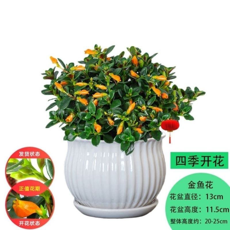【聚财金鱼】金鱼花吊兰盆栽四季开花室内好养吸甲醛耐寒花卉