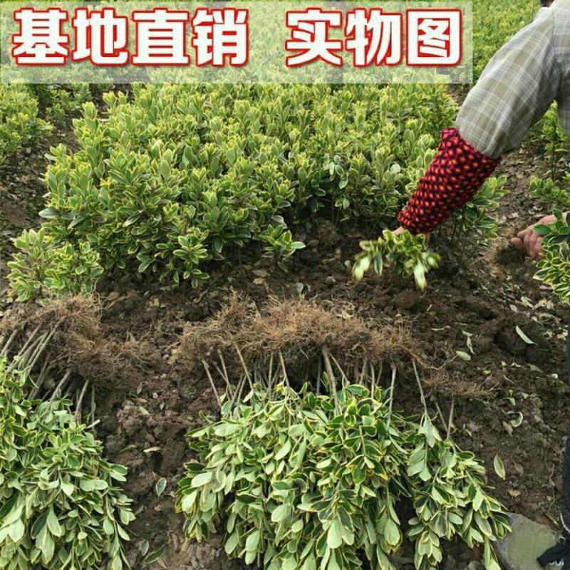 金边大叶黄杨金边冬青银边黄杨冬青庭院篱笆四季常青绿化工程